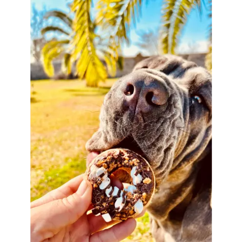 Dog Eating a Treat